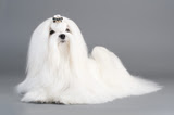 Maltese Dog Breed Photo - Picture of a Maltese Dog
