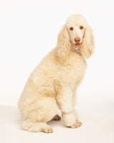 Maltese Dog Breed Photo - Picture of a Maltese Dog