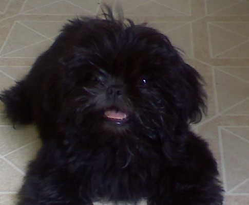 Shih+tzu+puppy+black